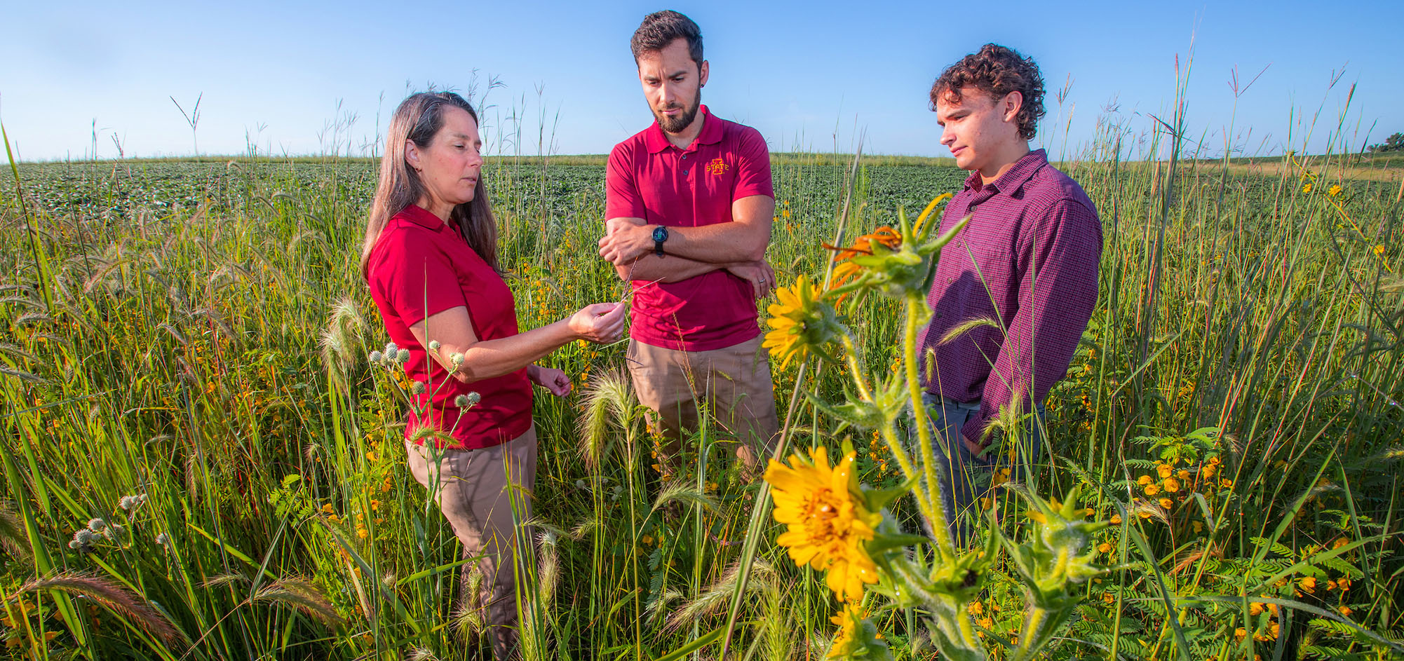 Female faculty member in a grain field with two male graduate students